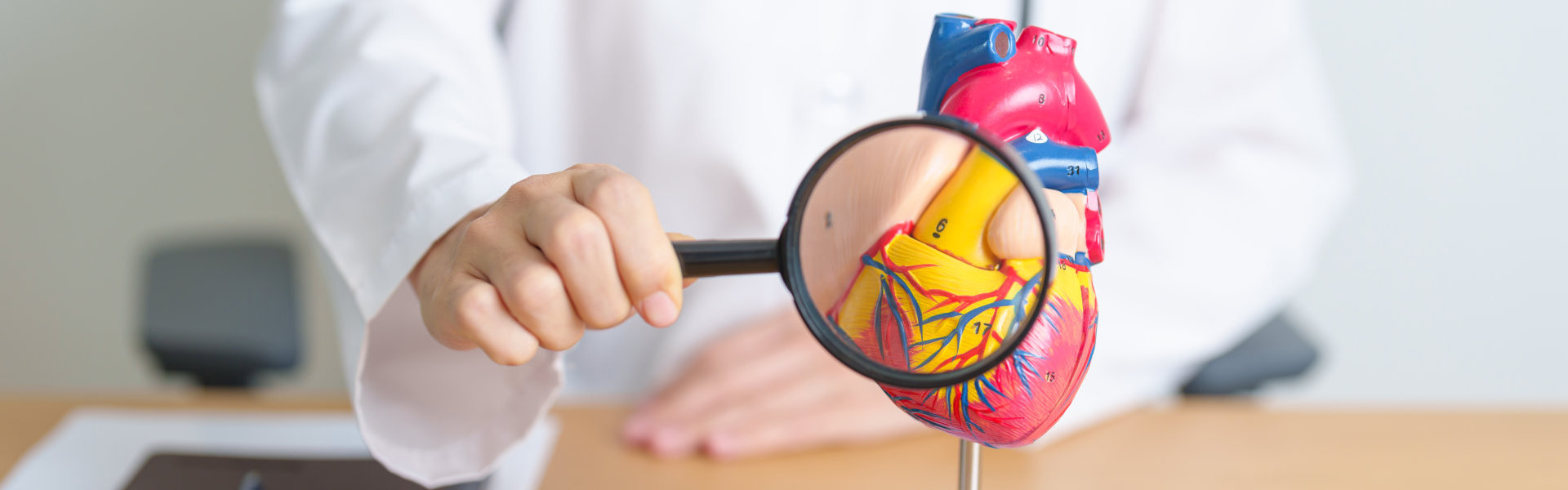 Heart model and magnifying glass