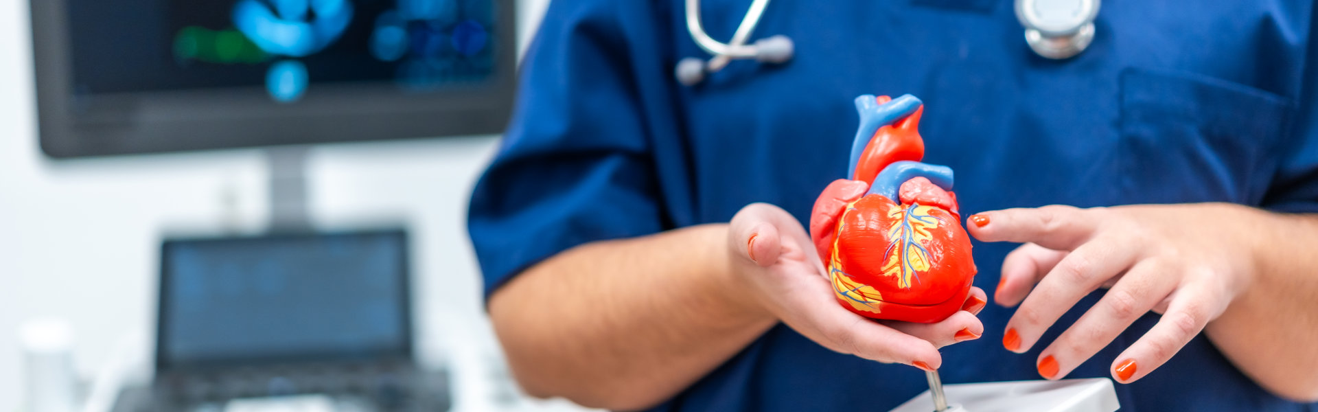 medical professional holding a red and blue anatomical heart model